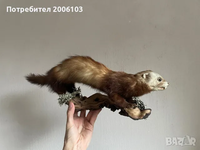 Препарирани животни - пор, катерици, лисици, патици, снимка 1