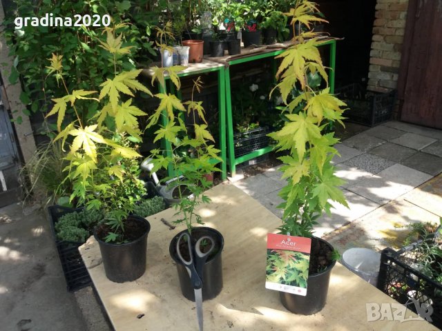 ЯПОНСКИ КЛЕН , ОРАНЖЕВ- ACER PALMATUM ‘ORANGE DREAM’, снимка 6 - Разсади - 37418756