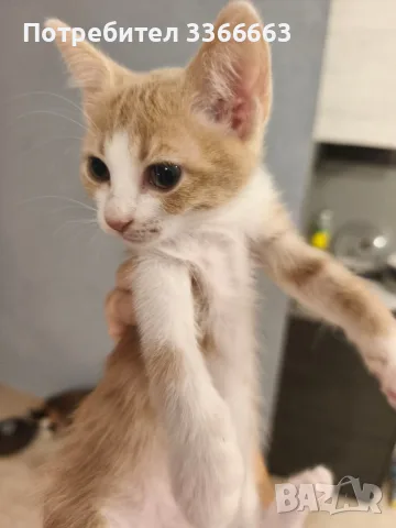 ПОДАРЯВАМ ЖЕНСКИ КОТЕНЦА , снимка 2 - Други - 56261589
