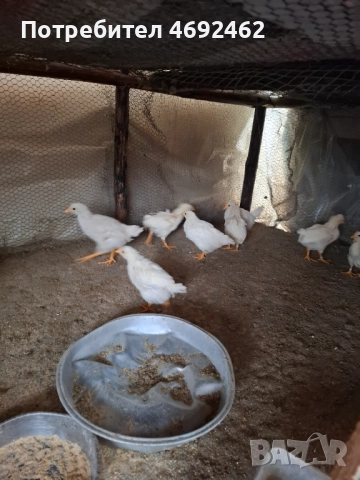 Петлета на 45 дена , снимка 2 - Кокошки и пуйки - 52899930