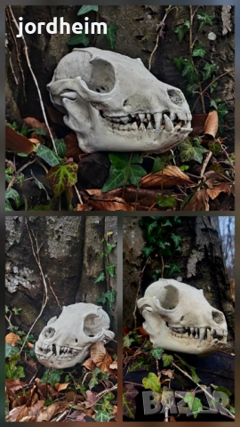 3D фентъзи черепи. 3D Fantasy realistic skulls dark fantasy, снимка 15 - Декорация за дома - 53940500