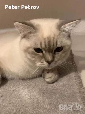 Шотлански котета, снимка 5 - Други - 56529363