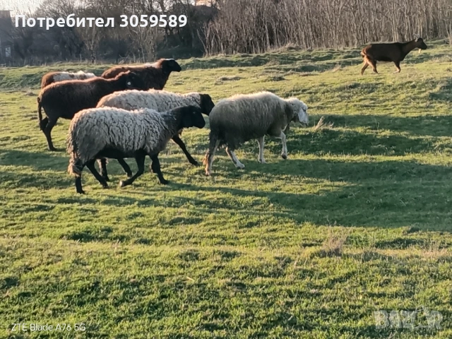 овце черноглави и една бяла