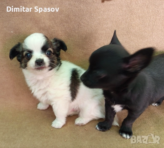 Продавам Кученца Куче Чихуахуа Дългокосместо и Късокосместо, снимка 6 - Чихуахуа - 51767219