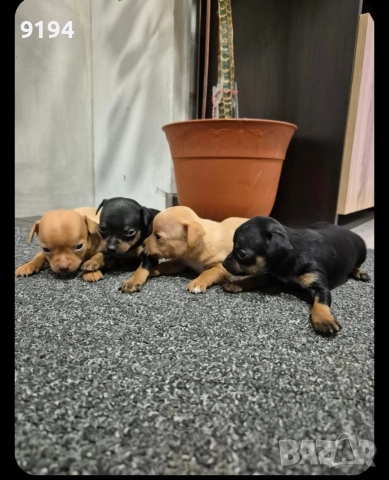 пинчери пинчери пинчери