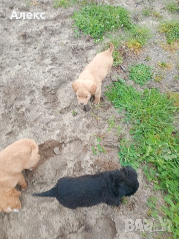 Подарявам кученца!, снимка 3 - Други - 54154370