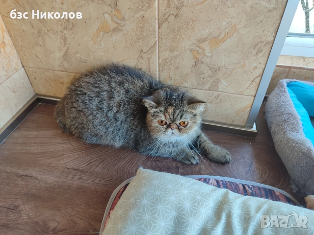 Женски екзотични персийски котки на 4,5 години 2,5 години и на 4 месеца., снимка 5 - Персийска - 51485263