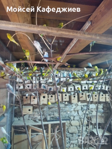 Продавам Вълнисти папагали 