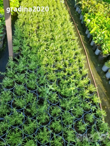 Розмарин Каскаден - Rosmarinus officinalis prostrata, снимка 2 - Разсади - 51360282