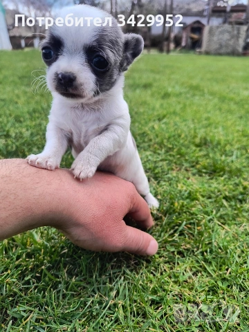 момиченце чихуахуа , снимка 8 - Чихуахуа - 54006487