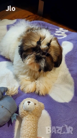 Прекрастно Шитцу 