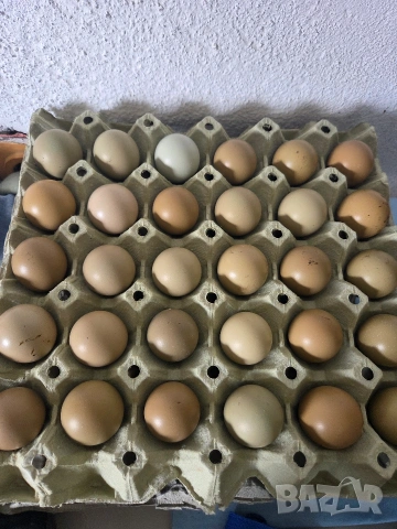 Продавам оплодени яйца от колхидски фазани. 
