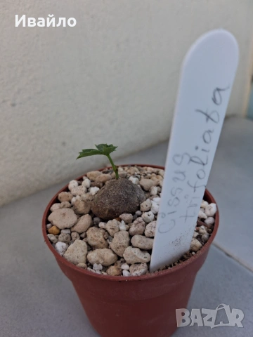 Сукуленти само за ценители, снимка 5 - Стайни растения - 35248161