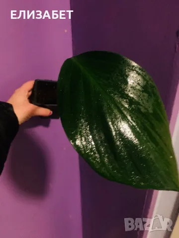 Monstera tail dragon, снимка 1 - Стайни растения - 49583789