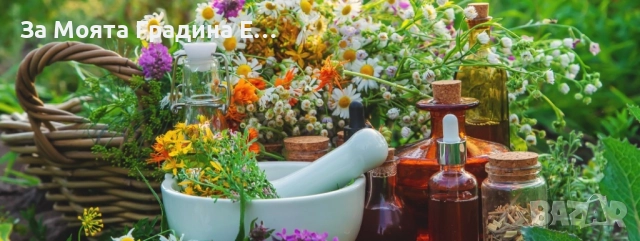 Билки и Подправки - Разсади, снимка 4 - Разсади - 52529888