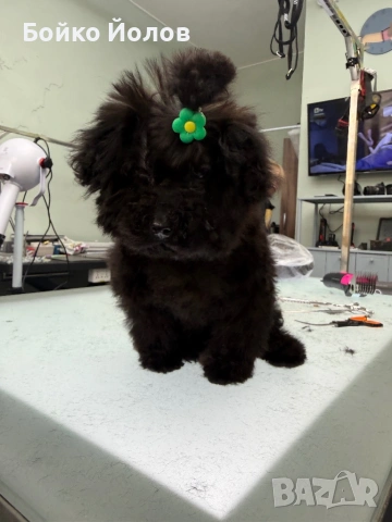 Мини, мини пуделче