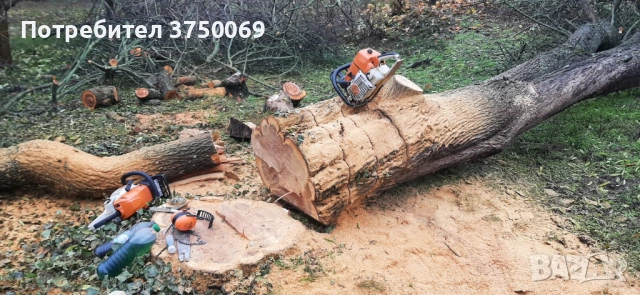 Рязане на опасни дървета по алпийски способ, снимка 6 - Други - 54069878