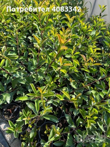  Фотиния Ред Робин, снимка 2 - Градински цветя и растения - 51370293