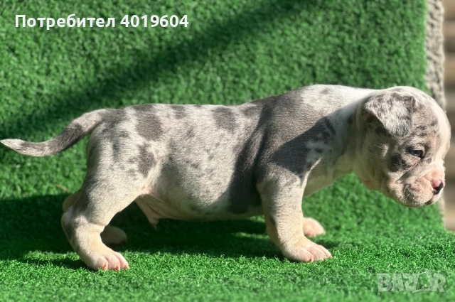 Американско були покет мерле, снимка 12 - Други - 52792170