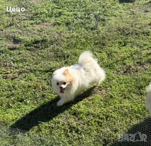 Померан момиче, снимка 3 - Померан - 52949664