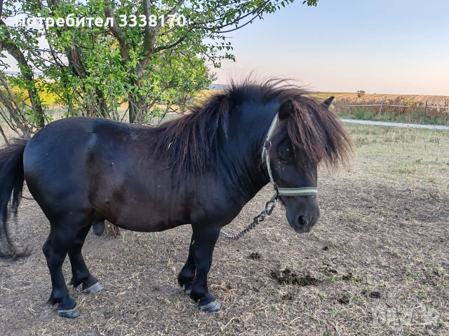 Пони, снимка 7 - Коне - 53913188