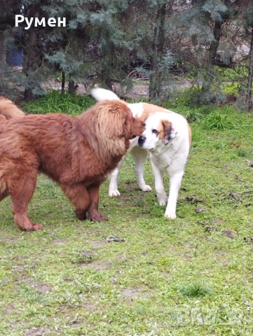 Лъвче за двор, снимка 4 - Санбернари - 54046104