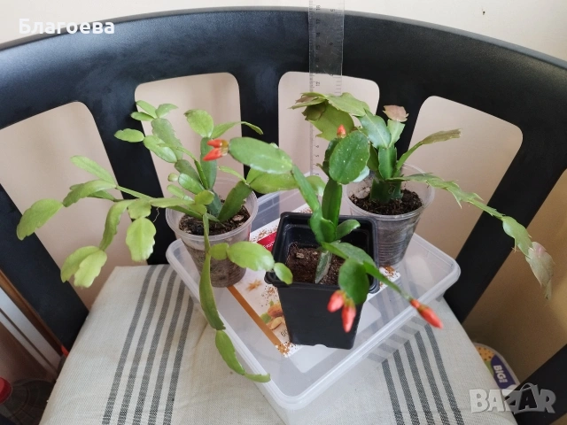 Комплект - 1 бр Великденче оранжево и 2 бр Коледниче (розово и цикламено), снимка 3 - Стайни растения - 54091877