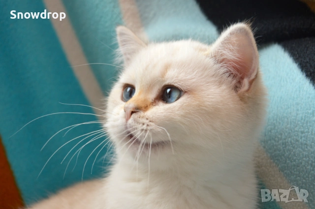 Сребърна чинчила, британска късокосместа, снимка 3 - Британска късокосместа - 53139841