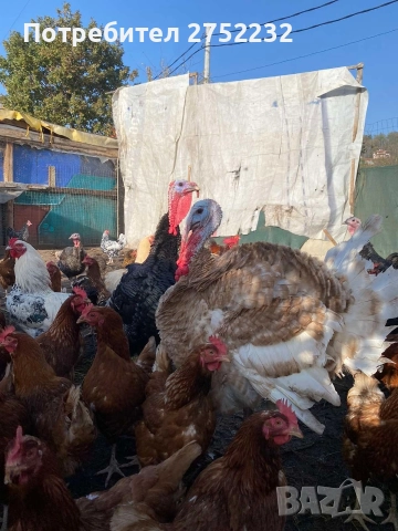 домашни пуйки , снимка 2 - Кокошки и пуйки - 52631341