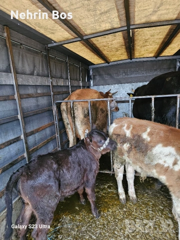 ?, снимка 4 - Други животни - 53912482