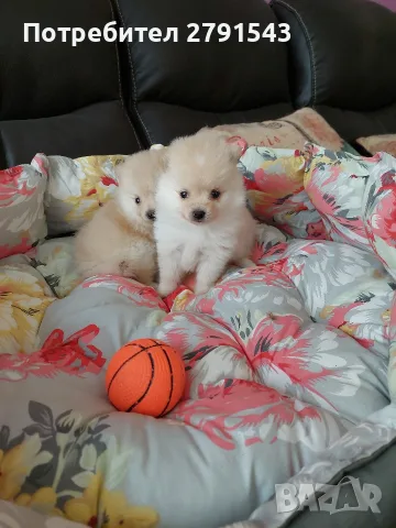 померанчета момичета, снимка 2 - Померан - 55855760