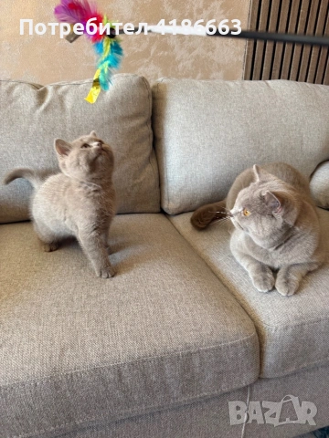 Британска късокосместа цвят люляк търси дама, снимка 8 - Британска късокосместа - 54313520