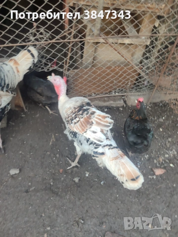 Млади пуйки, снимка 4 - други­ - 53121971