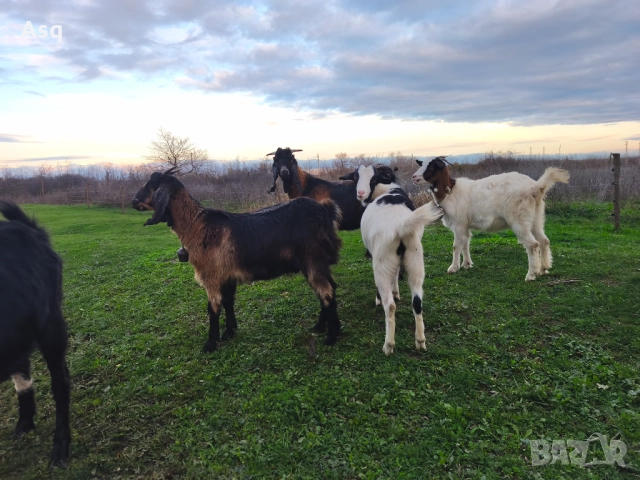 2 кози 3 ярета и пърч, снимка 4 - Кози - 52622102