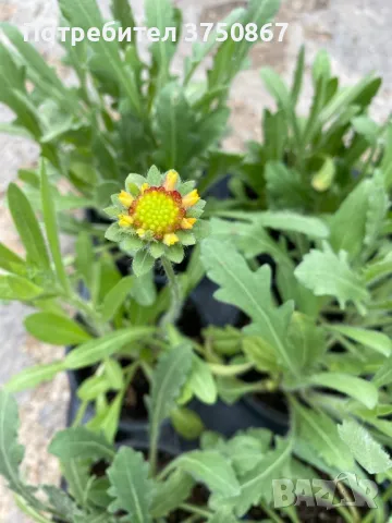 🧡 Гайлардия /Gaillardia/ 🧡, снимка 3 - Градински цветя и растения - 49778119