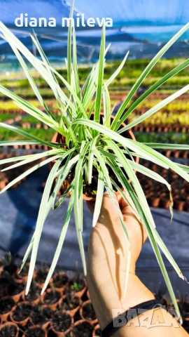 Лириопе Мускари, Liriope muscari 'Variegata', снимка 12 - Градински цветя и растения - 51899094