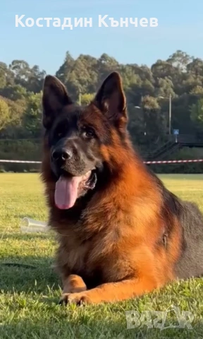 Мъжко кученце немска овчарка, снимка 6 - Немска овчарка - 53222722
