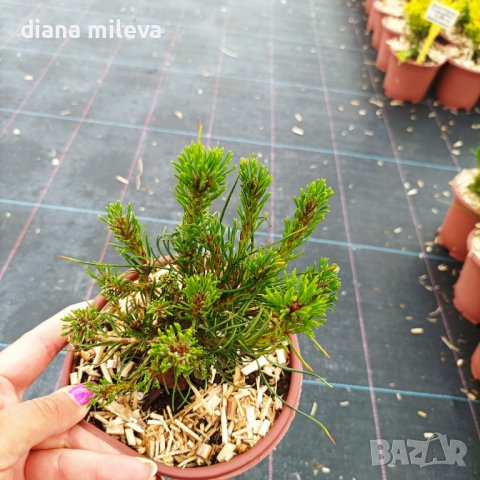  Pinus Mugo Mughus, Клек, снимка 6 - Градински цветя и растения - 40696492