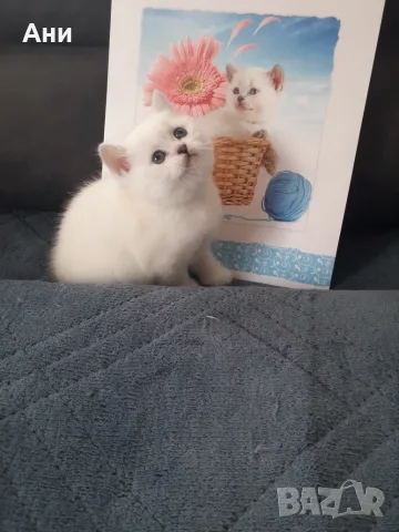 КОТЕНЦЕ КАТО  ОТ РЕКЛАМА, снимка 6 - Британска късокосместа - 56551029