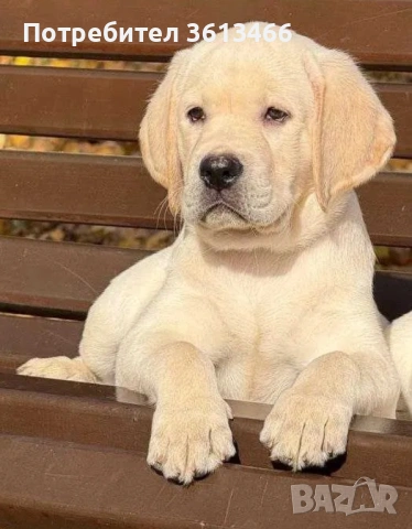 Чистокръвни Лабрадор ретривърна 3месеца вс.ваксини 