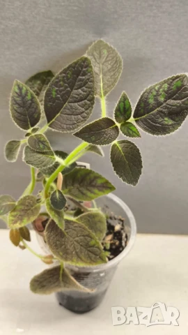 Сортови колерии, снимка 5 - Градински цветя и растения - 50887877