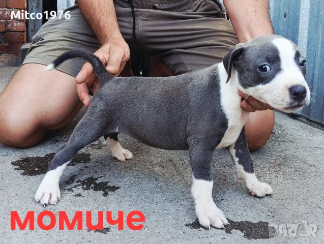 Pitbul-Питбул-Pitbul, снимка 8 - Питбул - 55892121