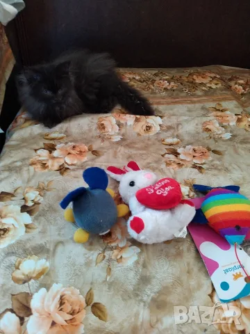 Малки персийски дългокосмести многоцветни домашни любимци!, снимка 10 - Персийска - 55831656