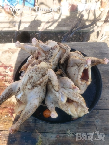 Продавам домашно гледани пуйки пуяци петли кокошки , снимка 4 - Кокошки и пуйки - 52299775