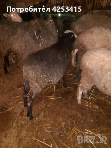 Агнета Романовски , снимка 2 - Овце - 52730008