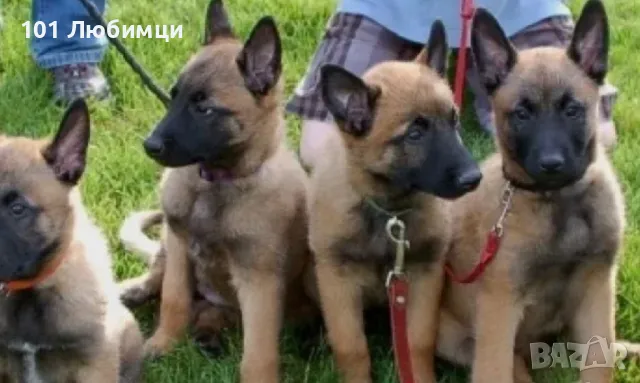 Белгийска овчарка -Малино, снимка 5 - Белгийска овчарка - 47450265