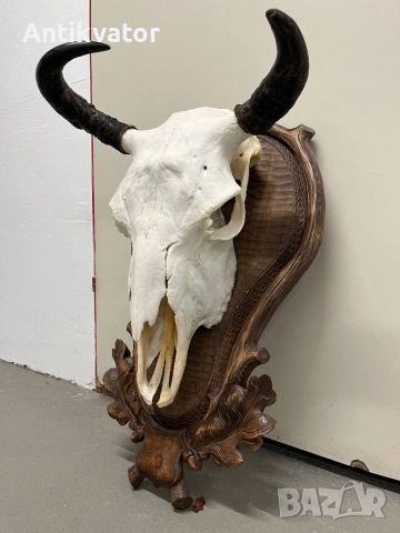 Трофей от бизон с дърворезбована поставка