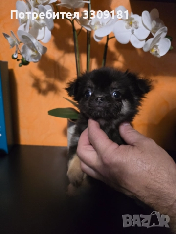 Чихуахуа , снимка 4 - Чихуахуа - 52391990