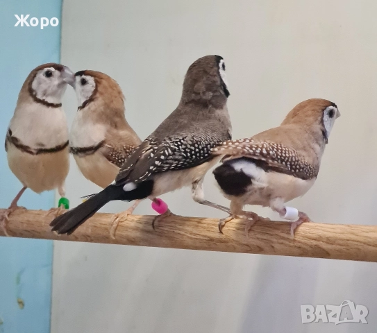 Продавам Белолици амадини, снимка 2 - Амадини - 52827707