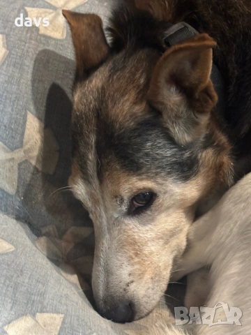 Добродушен Mладеж Tърси Дом, снимка 6 - Други - 53994566